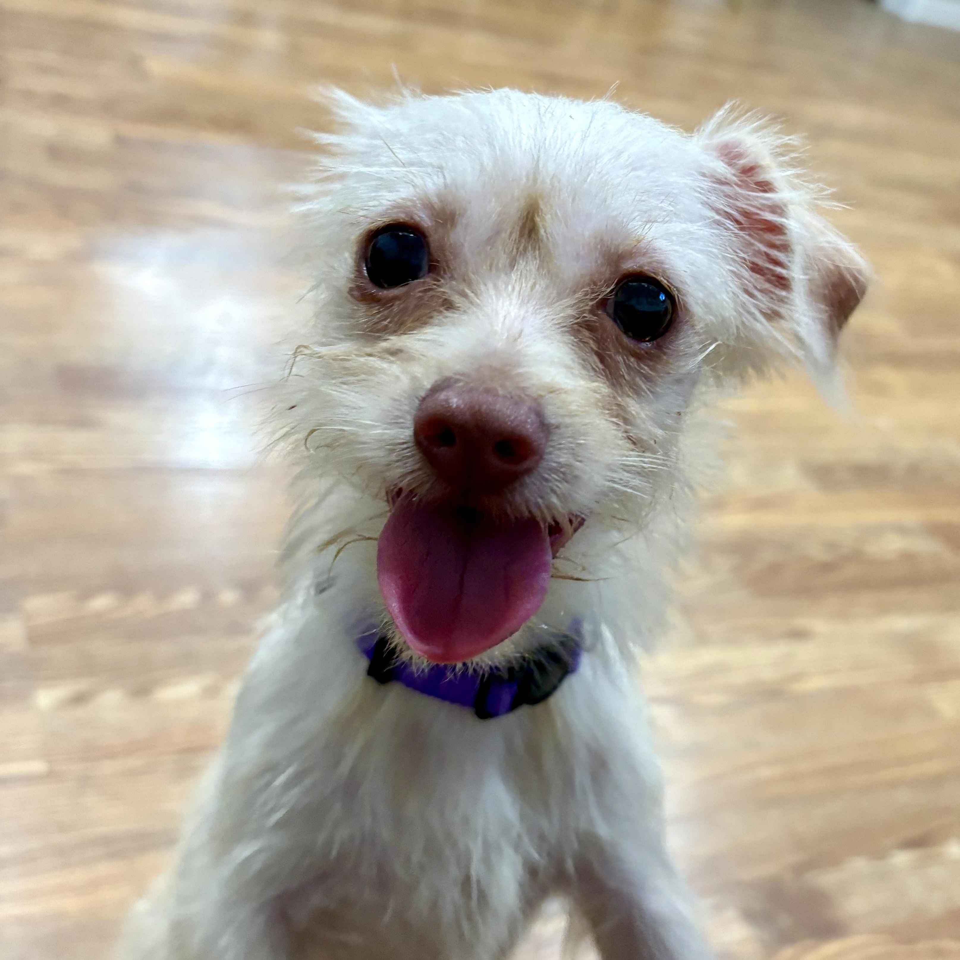 Dahlia, adopted, Young Female Terrier.
