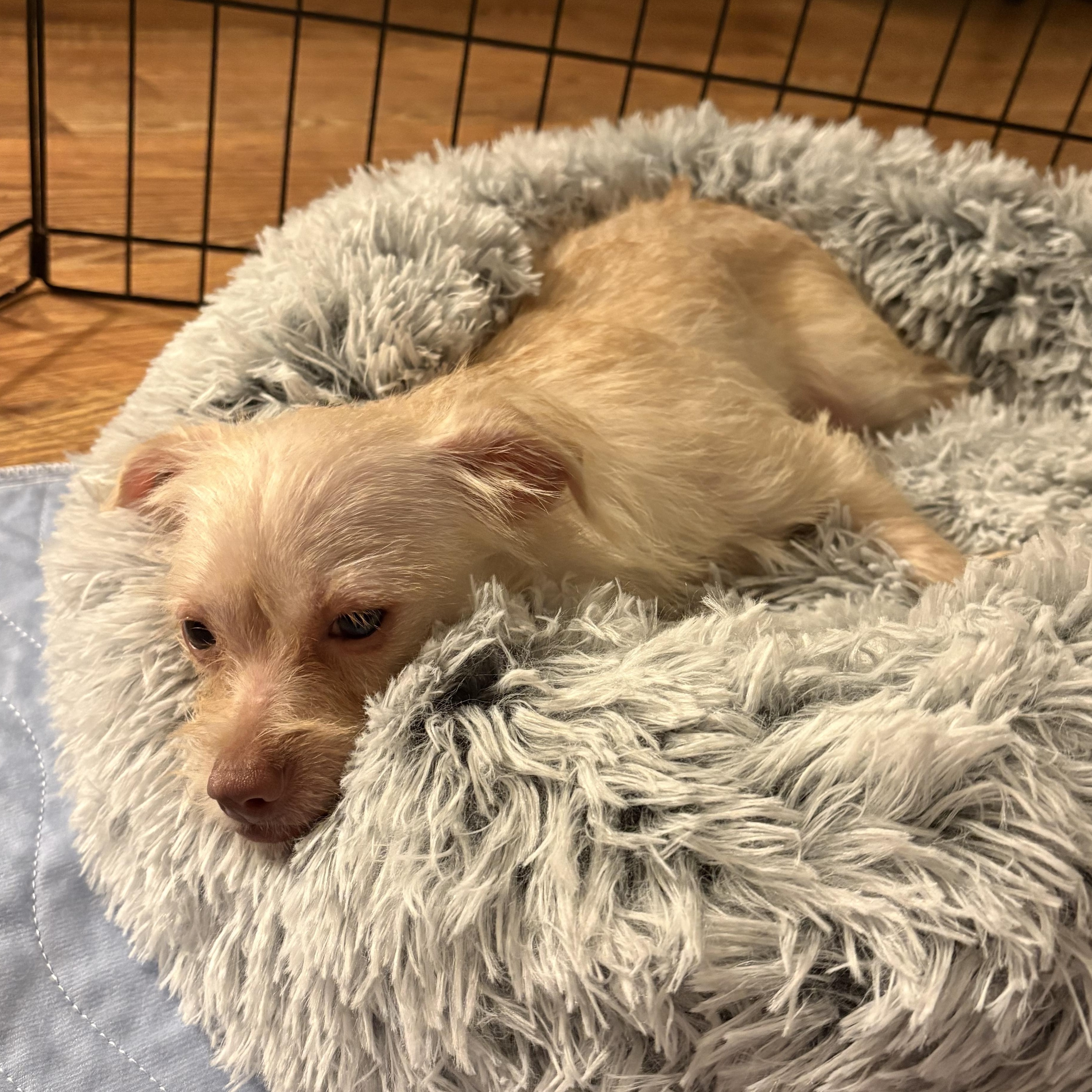 Enlarge Dahlia, an adopted mixed breed in Cornelius, NC image 5/5