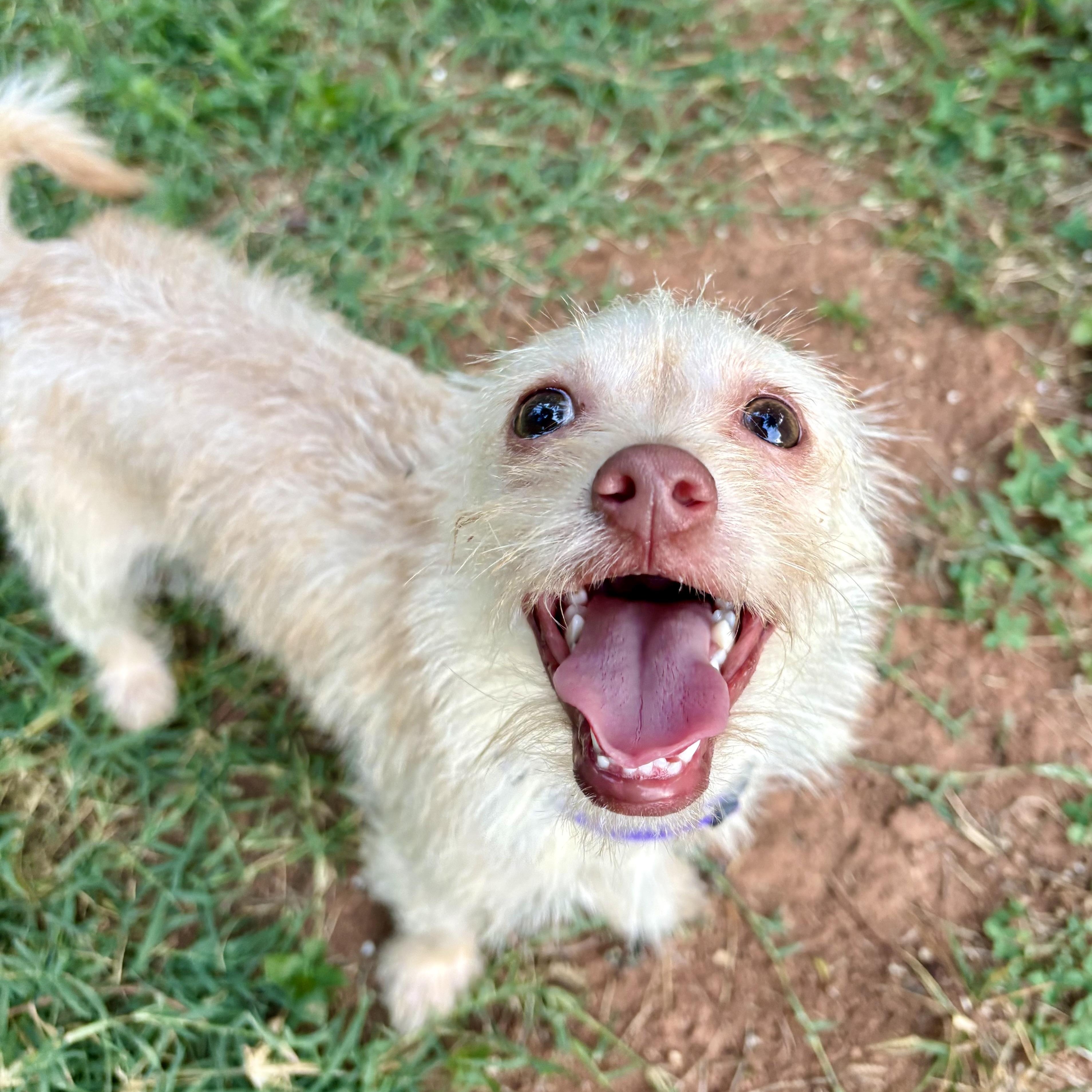 Enlarge Dahlia, an adopted mixed breed in Cornelius, NC image 3/5