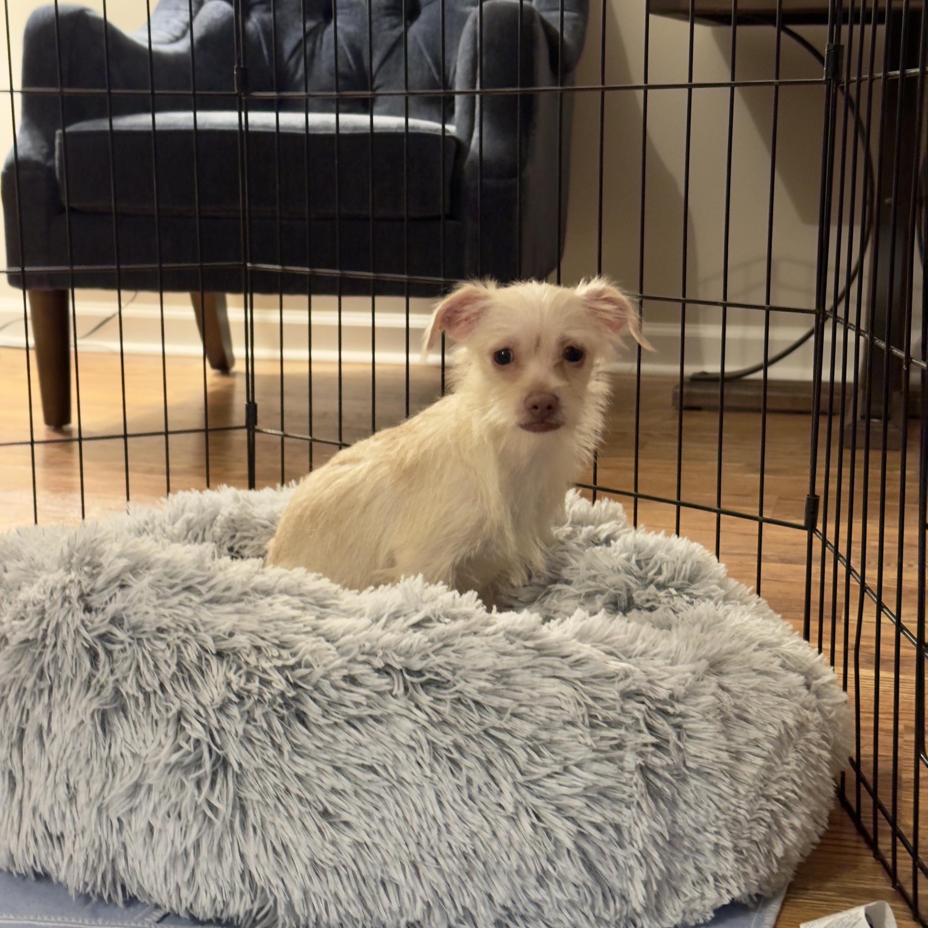 Enlarge Dahlia, an adopted mixed breed in Cornelius, NC image 2/5