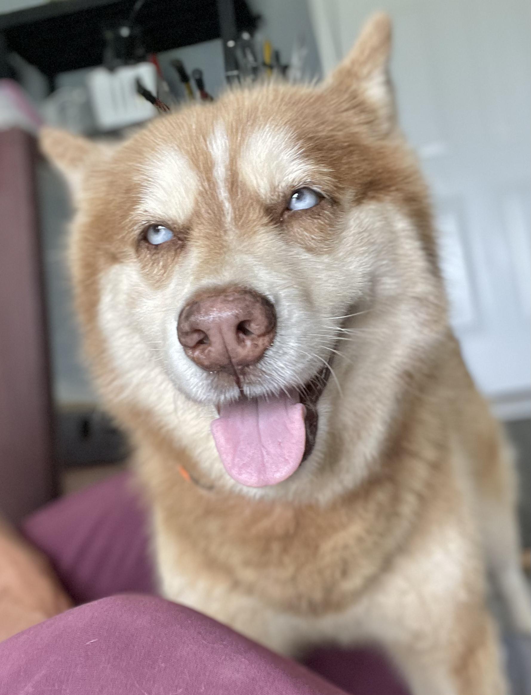 Sierra, an adopted Husky in Clarkesville, GA image 4/5
