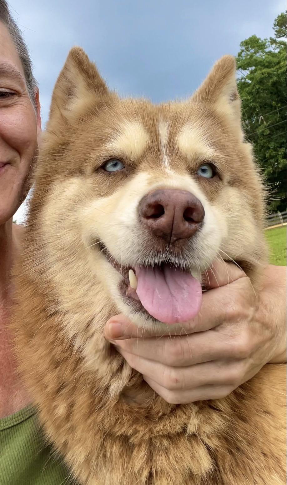 Sierra, adopted, Adult Female Husky.