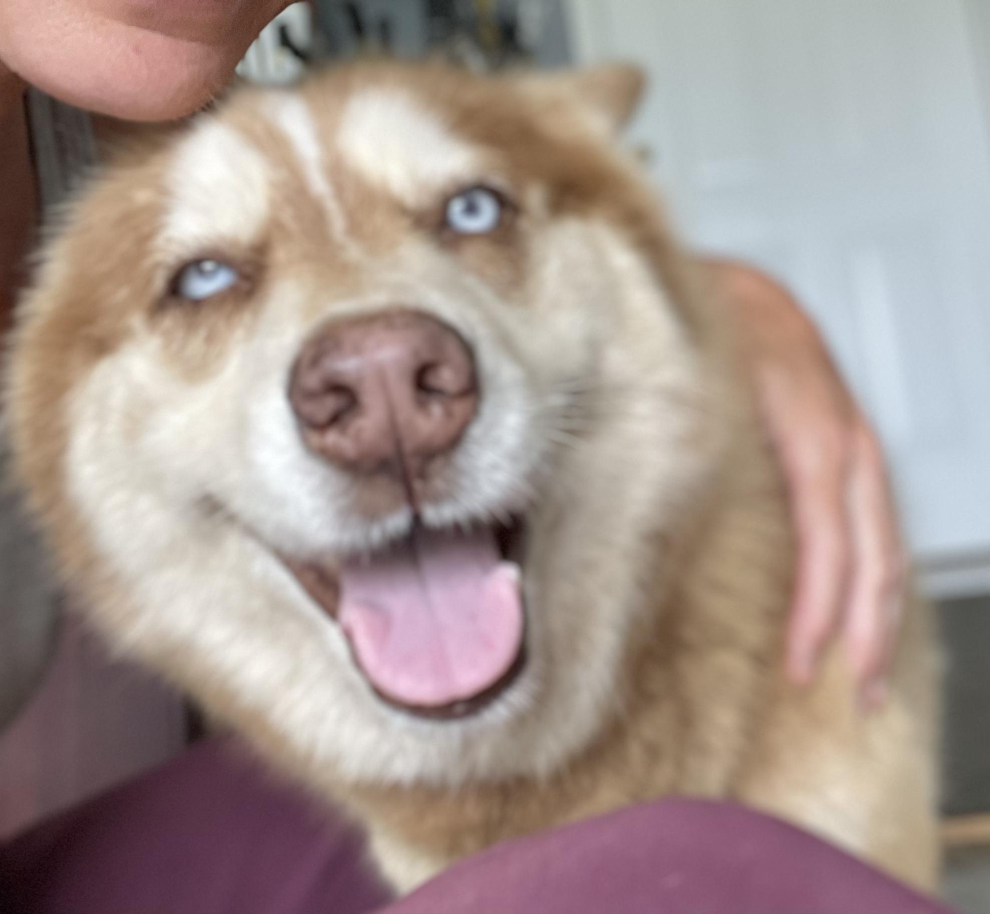 Sierra, an adopted Husky in Clarkesville, GA image 3/5