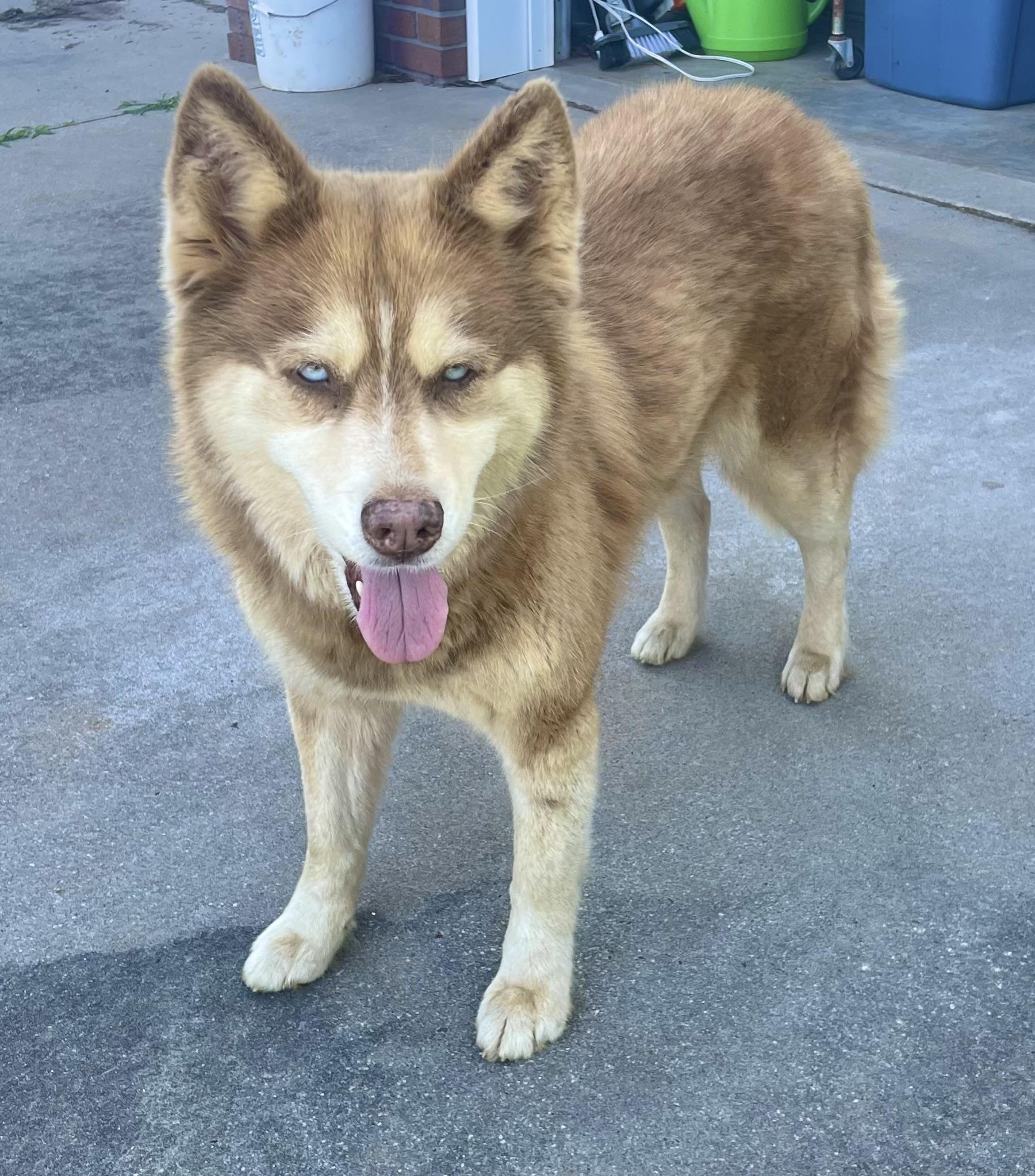 Sierra, an adopted Husky in Clarkesville, GA image 2/5