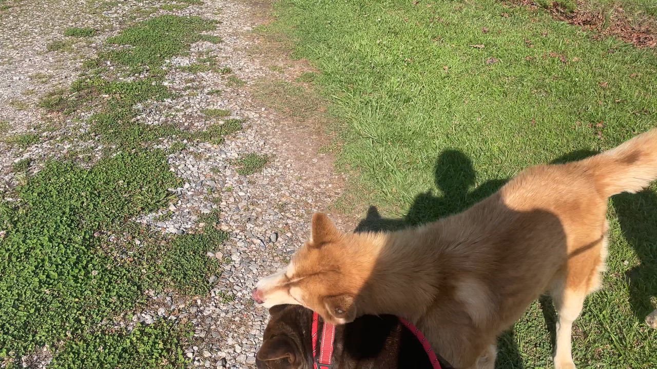 Enlarge Sierra, an adopted Husky in Clarkesville, GA video 5/5