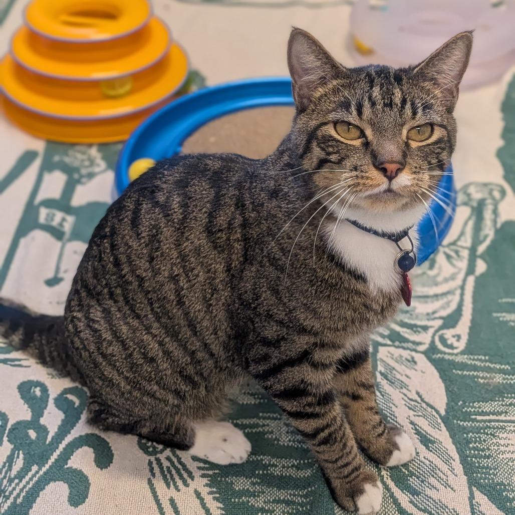 Lenny - Bonded with Squiggy, Adoptable, Adult Male Domestic Short Hair.