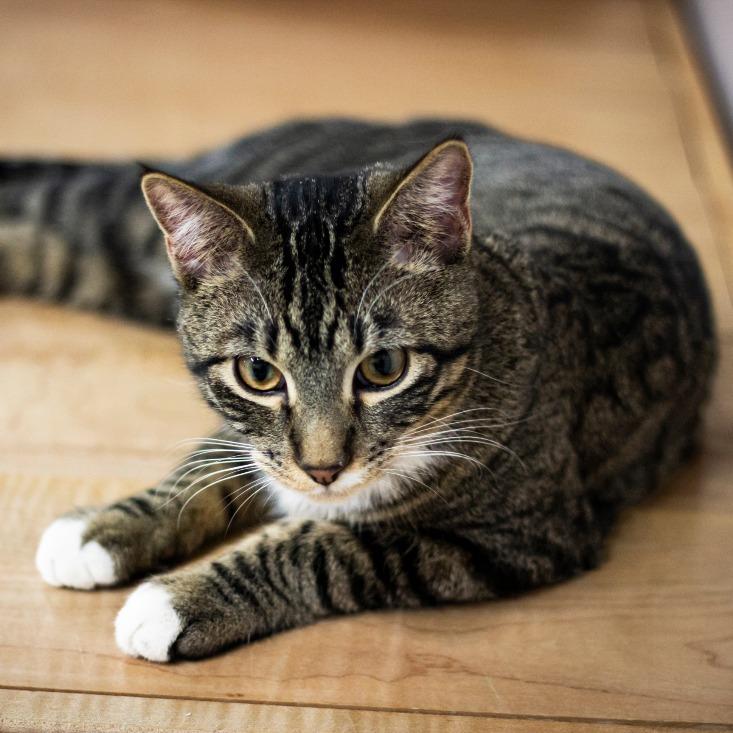 Enlarge Lenny - Bonded with Squiggy, a Adoptable Domestic Short Hair in Prairie du Chien, WI image 2/2