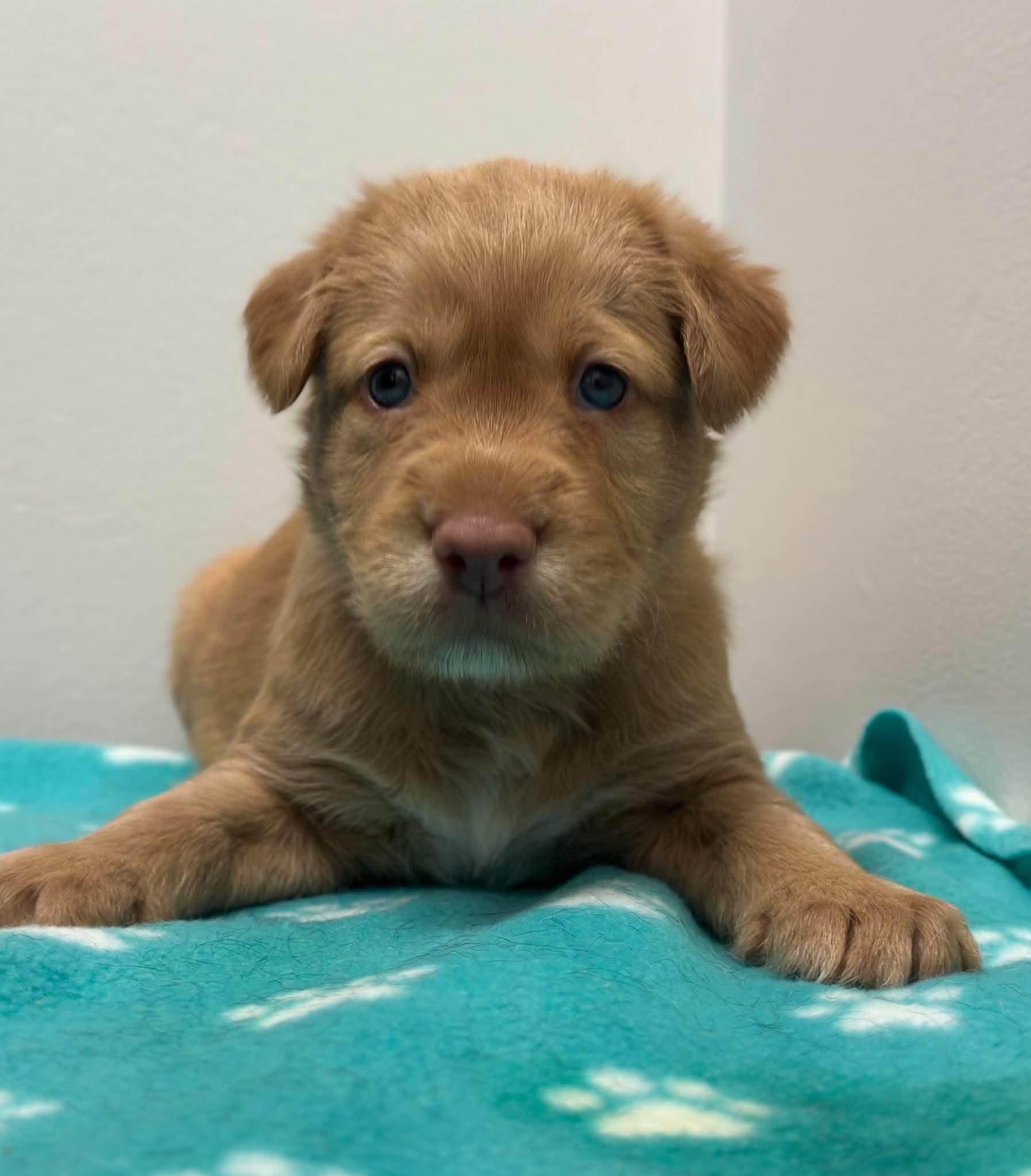 Ronnie-Adoption Pending, Adoptable, Puppy Male Labrador Retriever & Aussiedoodle.