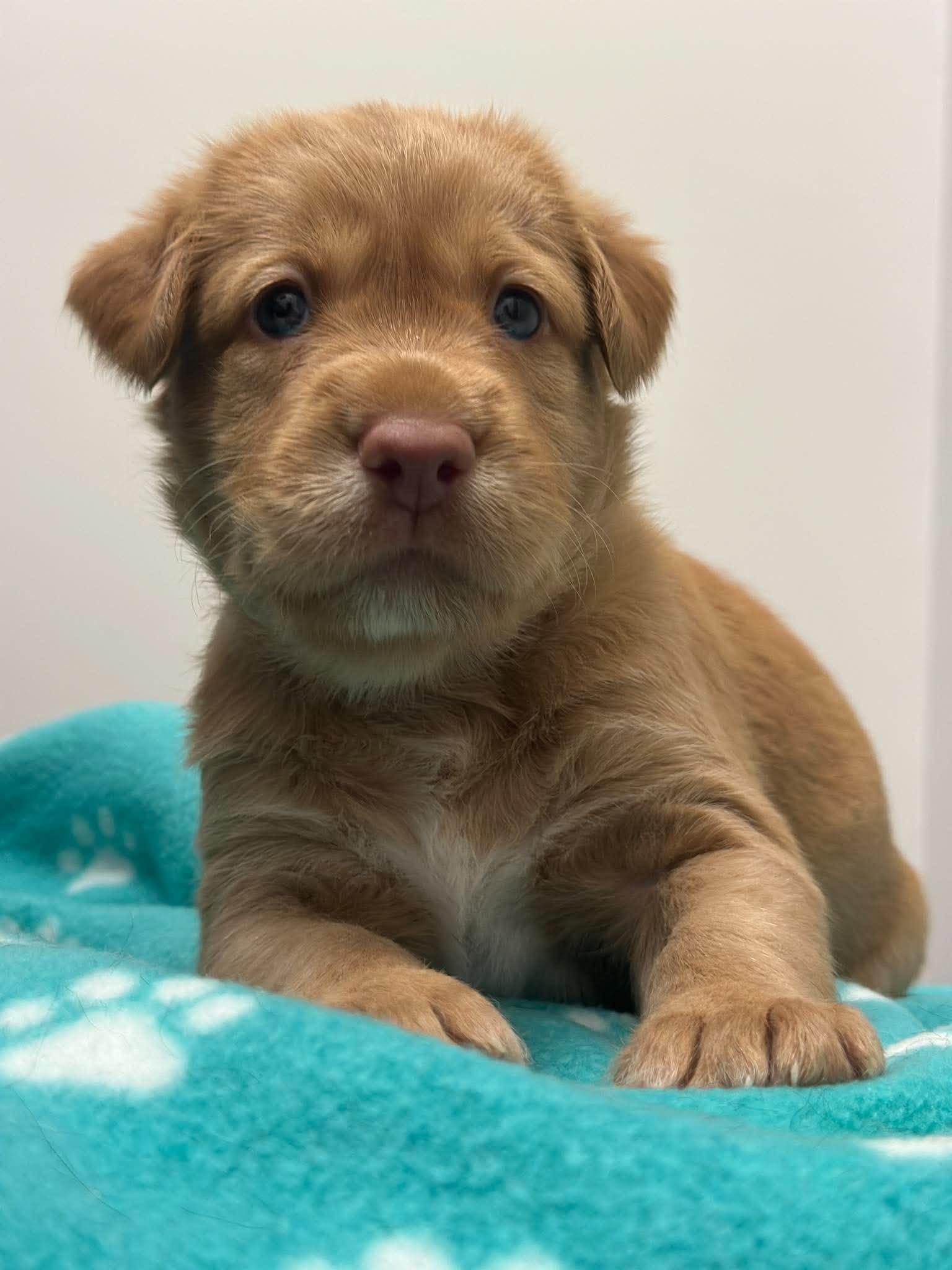 Enlarge Ronnie, a Adoptable mixed breed in Mississauga, ON image 3/4