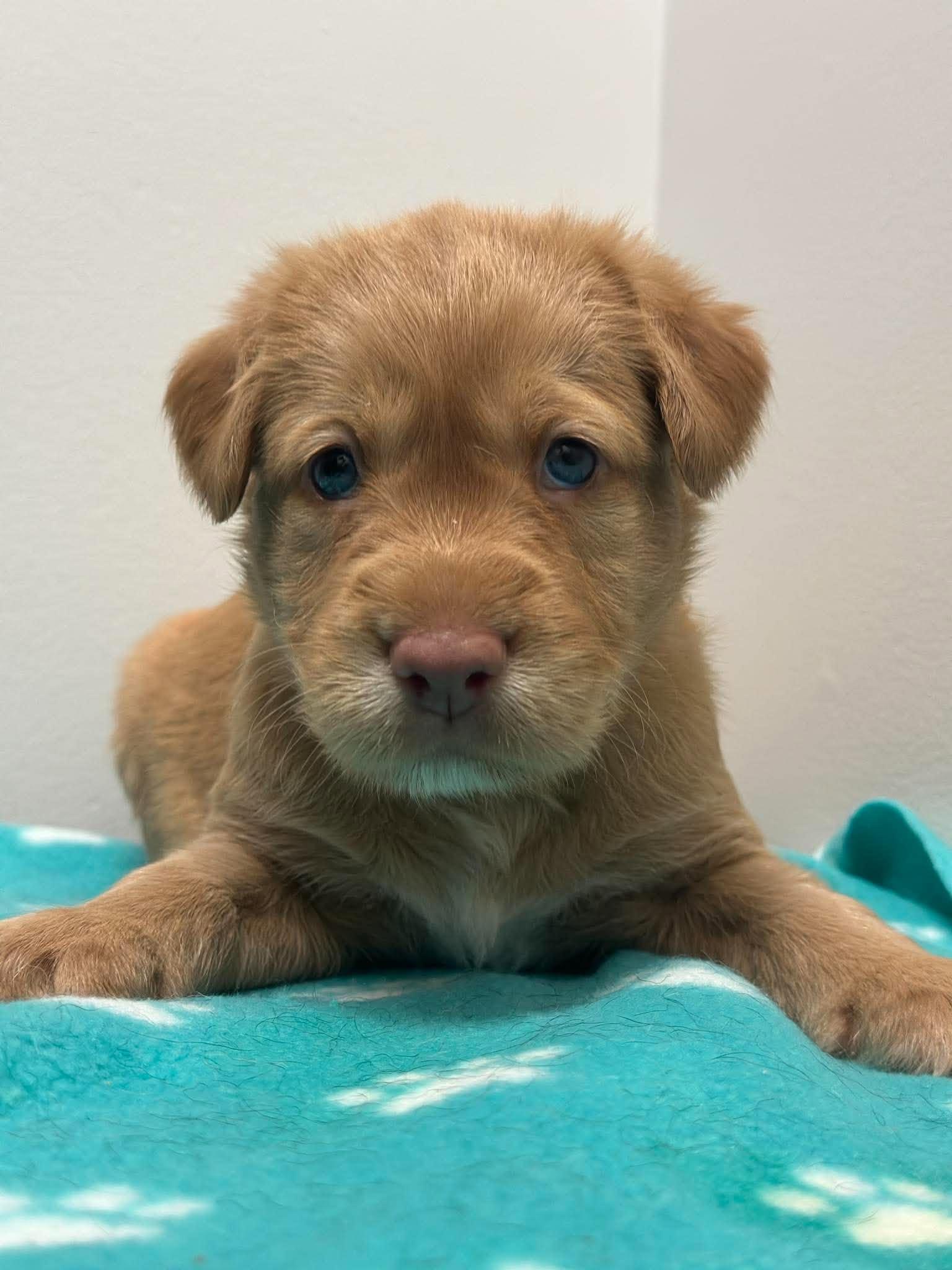 Enlarge Ronnie, a Adoptable mixed breed in Mississauga, ON image 2/4