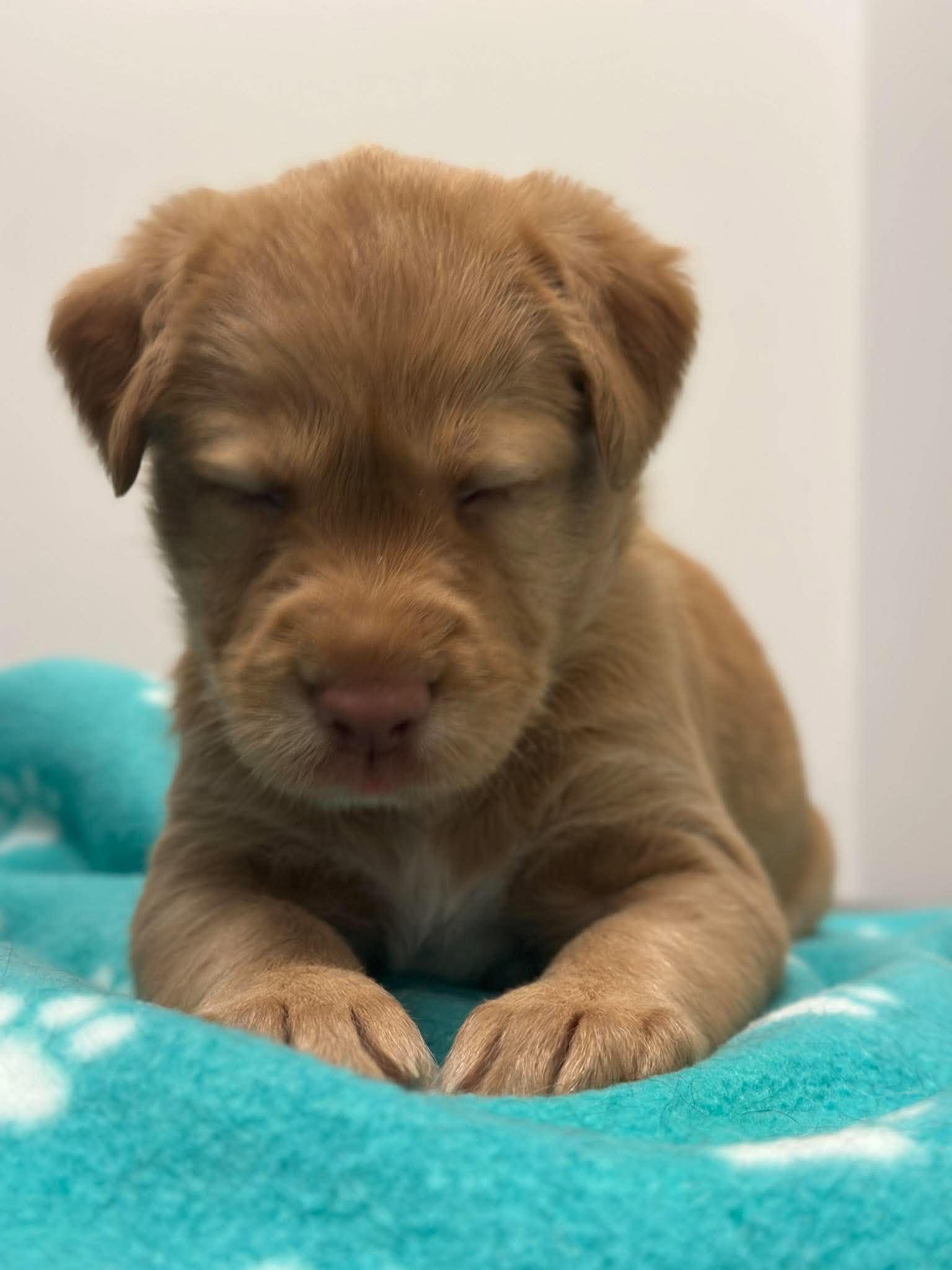 Enlarge Ronnie, a Adoptable mixed breed in Mississauga, ON image 4/4