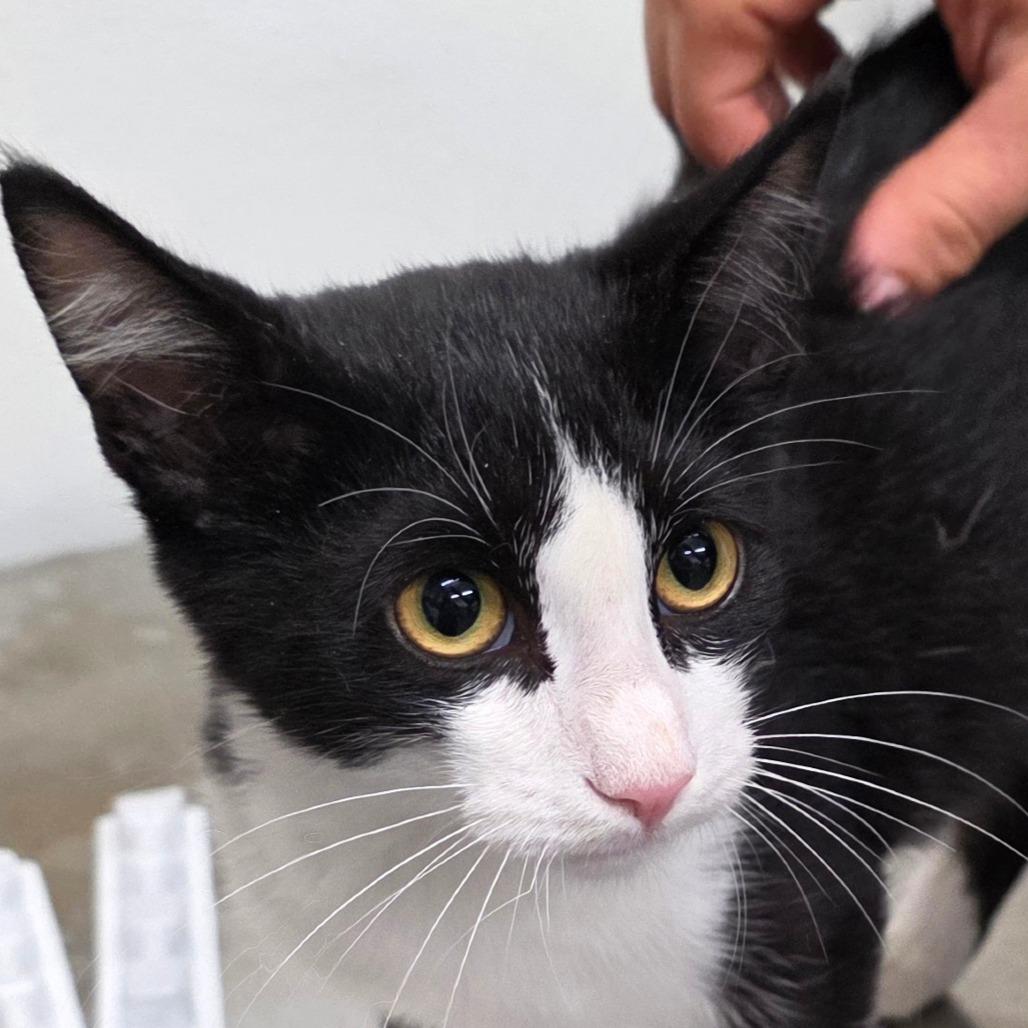 Enlarge Screech, a Adoptable Domestic Short Hair in Bronson, FL image 1/1