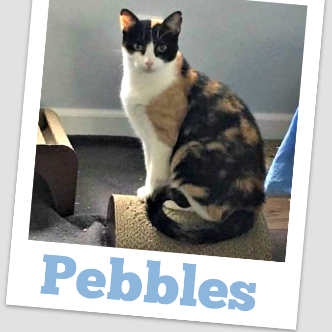 Pebbles, a Adoptable Domestic Short Hair in Concord, CA image 1/8