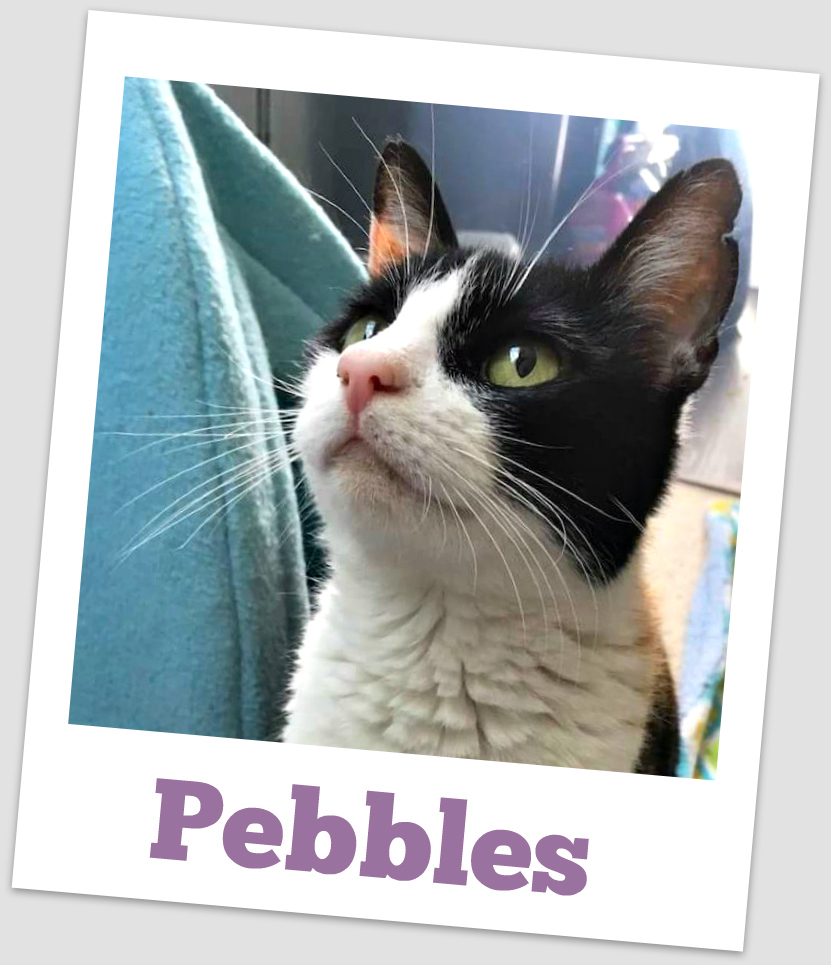 Pebbles — thumbnail 2