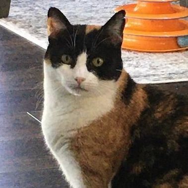 Pebbles, a Adoptable Domestic Short Hair in Concord, CA image 3/8