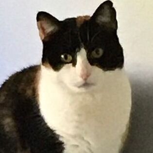 Pebbles, a Adoptable Domestic Short Hair in Concord, CA image 4/8