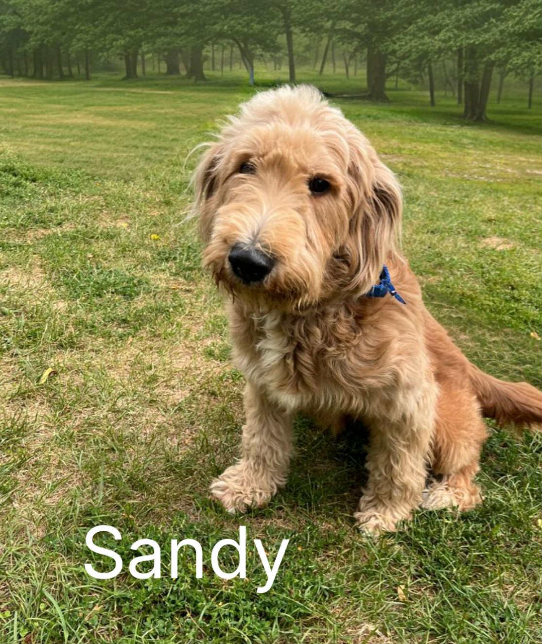 Sandy