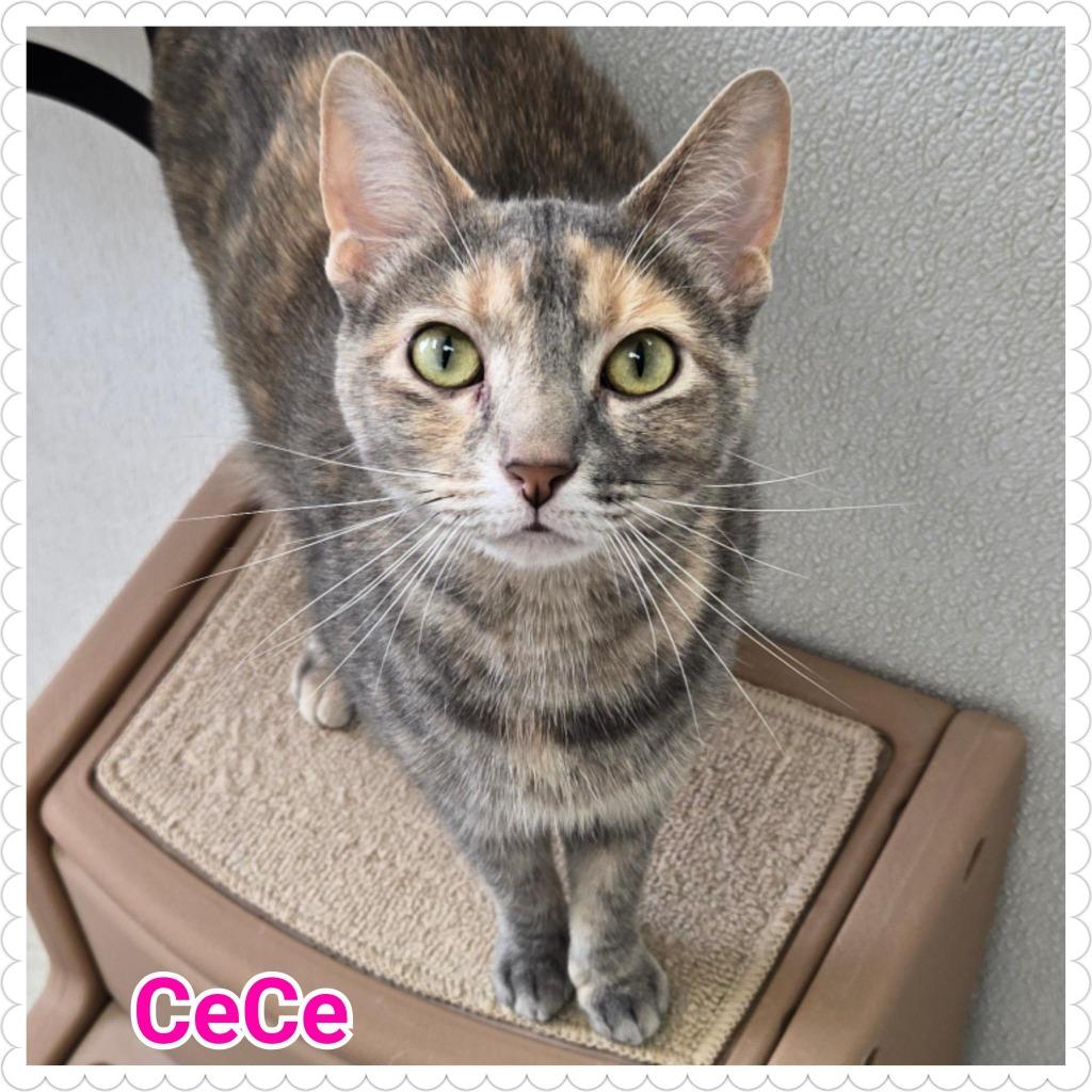 CeCe, Adoptable, Young Female Domestic Short Hair.