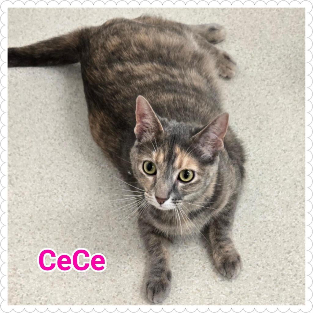 CeCe, a Adoptable mixed breed in North Saint Paul, MN image 1/5