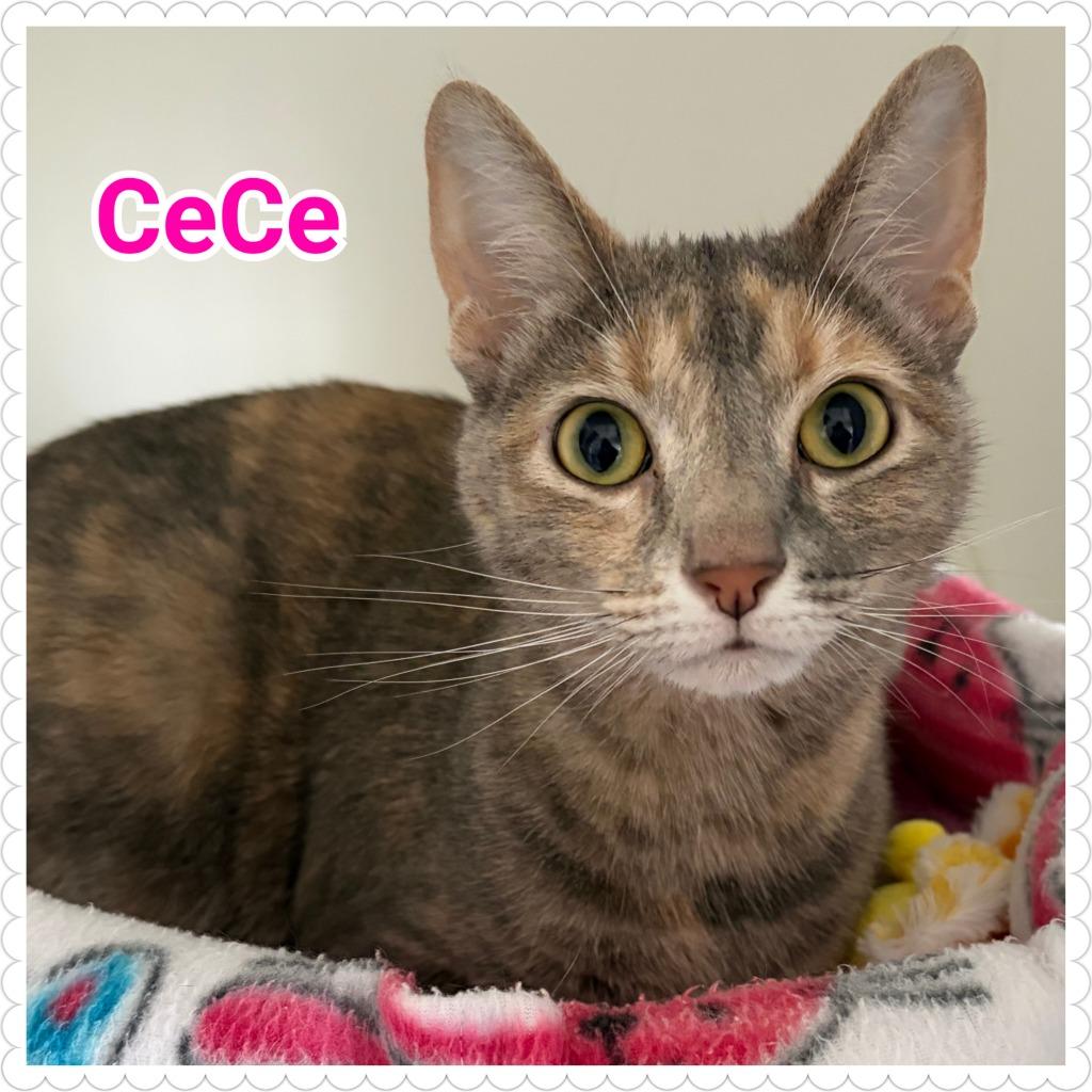CeCe, a Adoptable mixed breed in North Saint Paul, MN image 2/5
