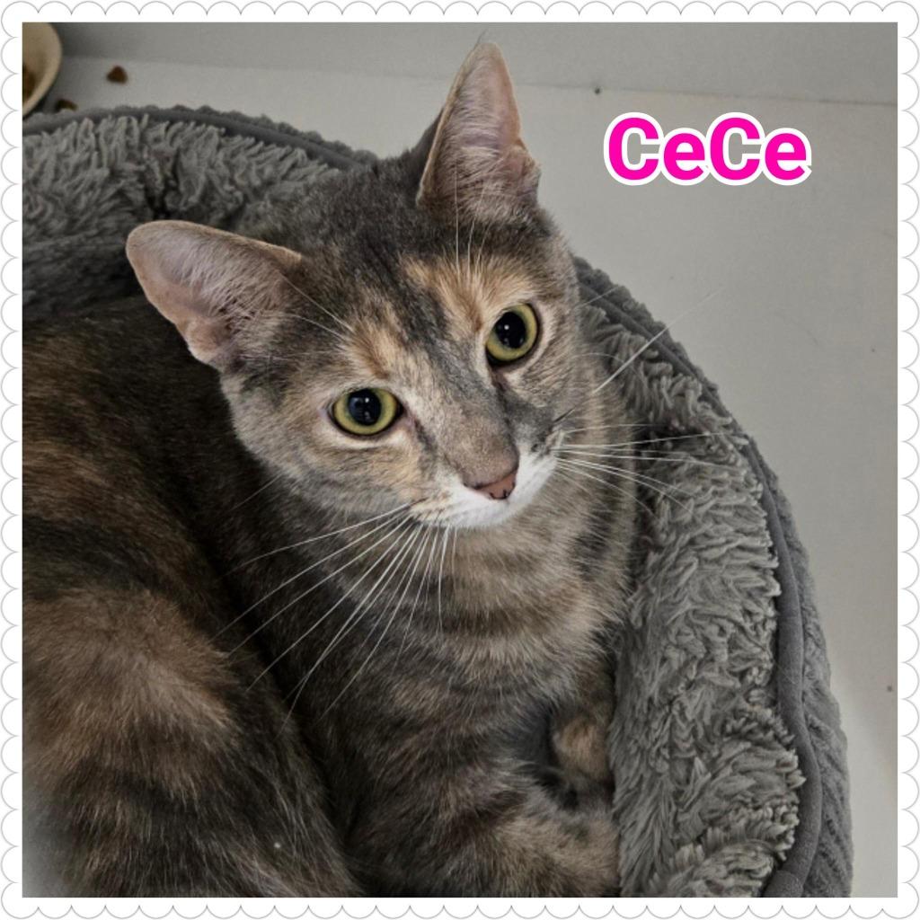 CeCe, a Adoptable mixed breed in North Saint Paul, MN image 3/5