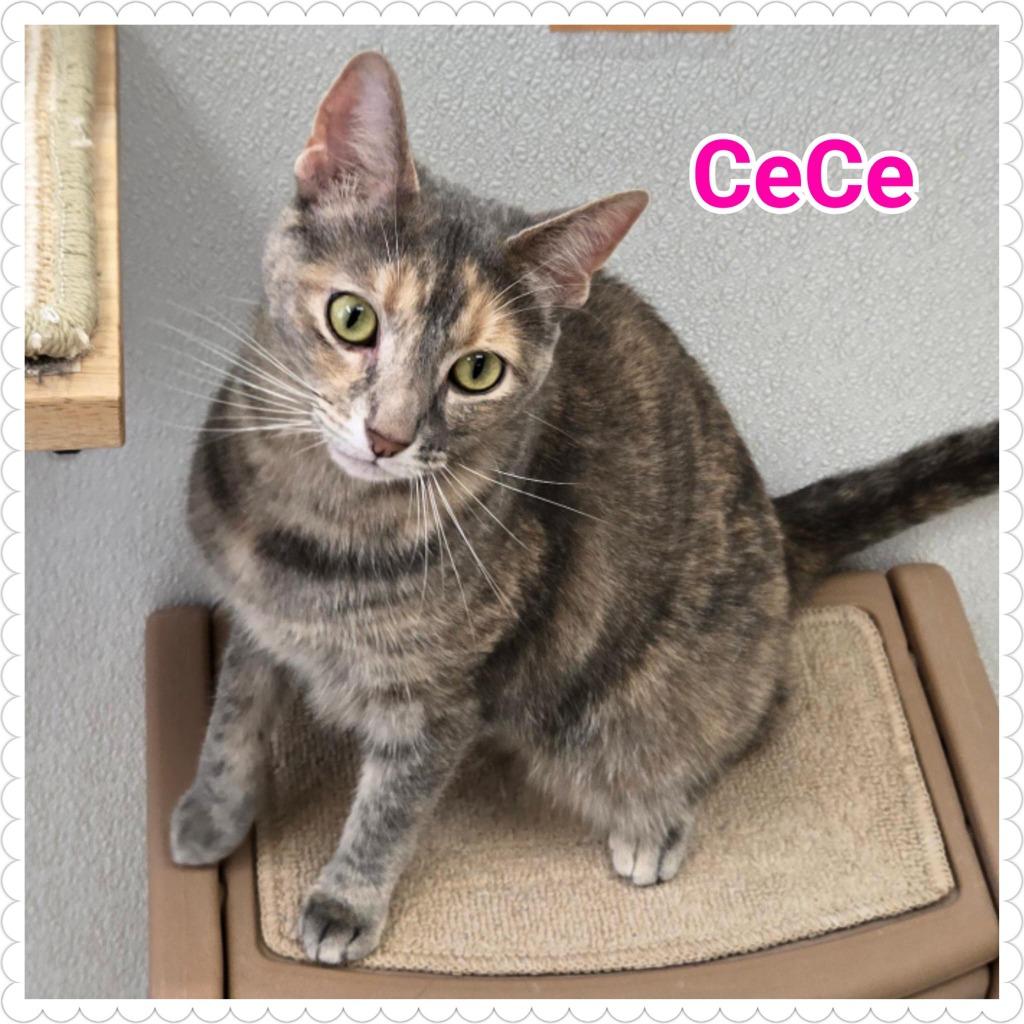 CeCe, a Adoptable mixed breed in North Saint Paul, MN image 4/6
