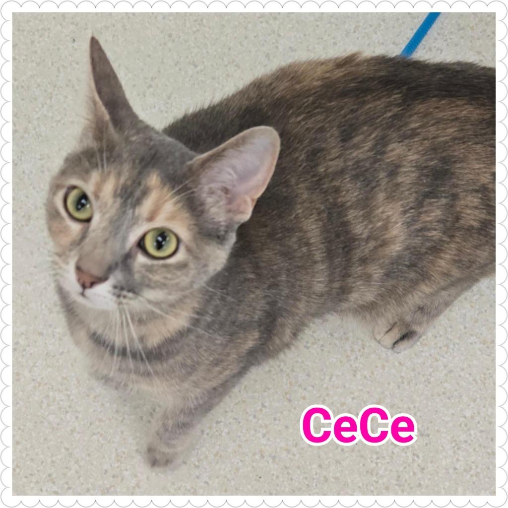 CeCe, a Adoptable mixed breed in North Saint Paul, MN image 4/5