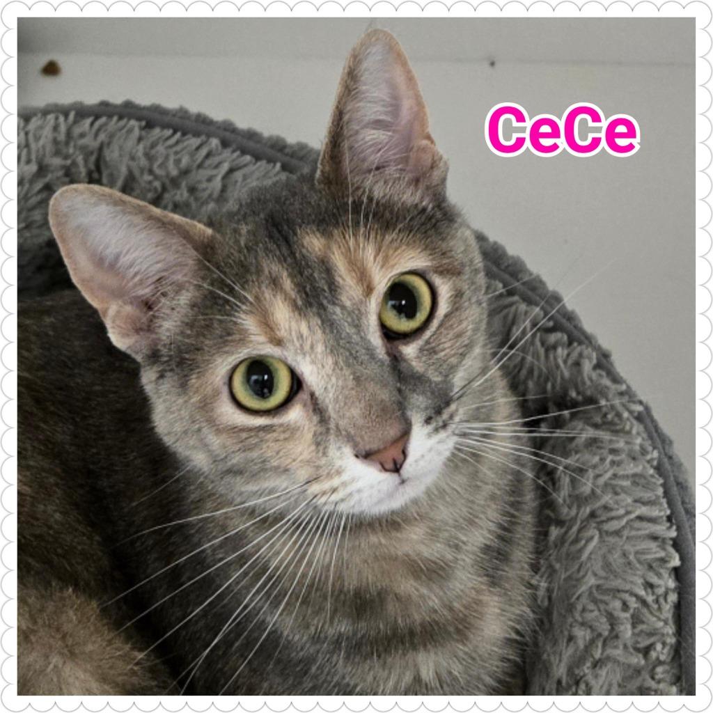 CeCe, a Adoptable mixed breed in North Saint Paul, MN image 5/5