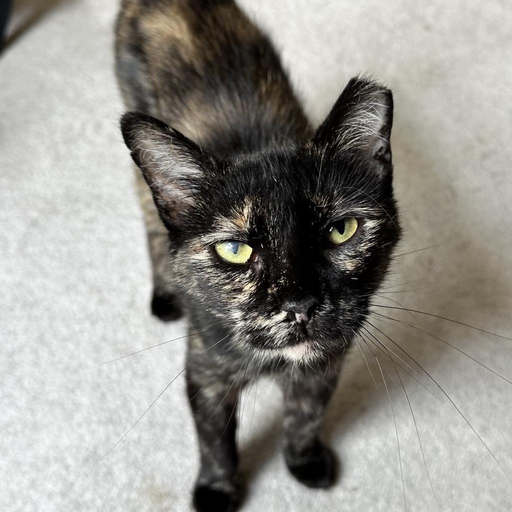 Enlarge Chani, a Adoptable Domestic Short Hair in Medina, OH image 1/4