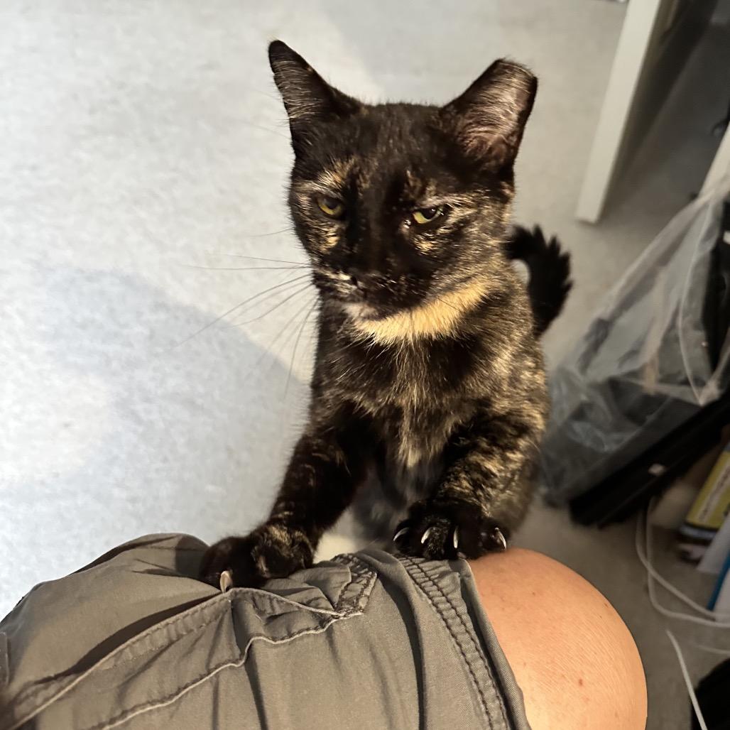 Enlarge Chani, a Adoptable Domestic Short Hair in Medina, OH image 2/4