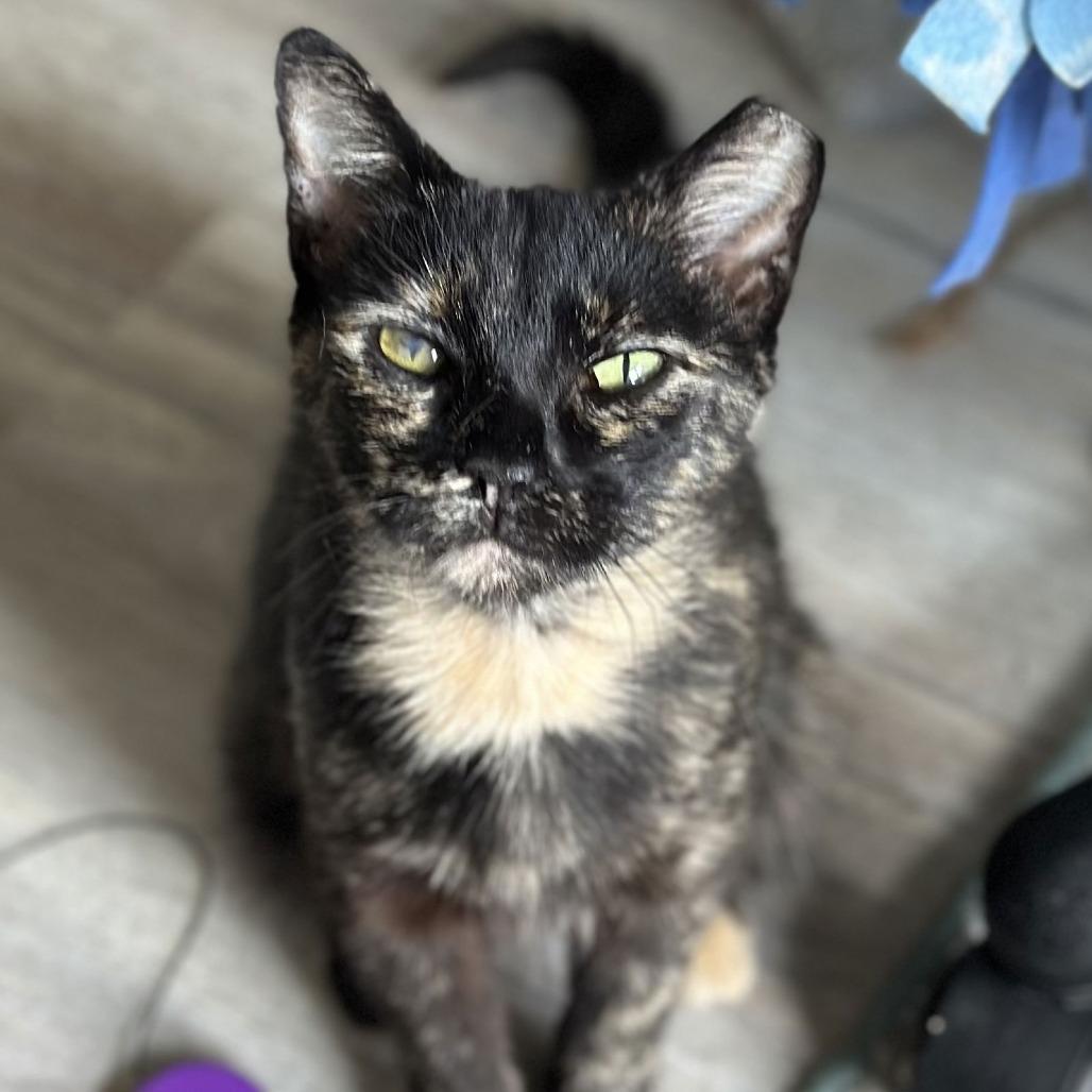 Enlarge Chani, a Adoptable Domestic Short Hair in Medina, OH image 3/4