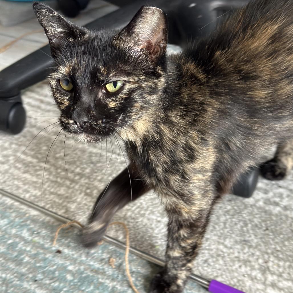 Enlarge Chani, a Adoptable Domestic Short Hair in Medina, OH image 4/4