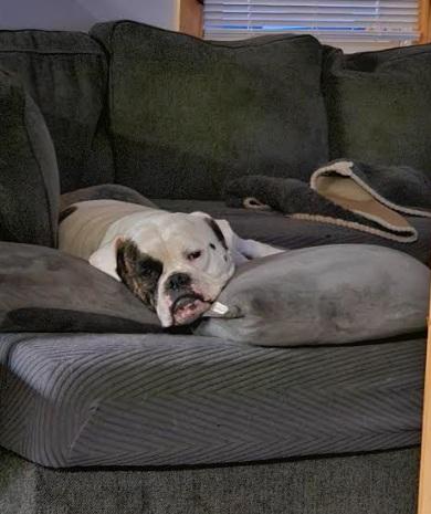 Enlarge Ruby, a Adoptable American Bulldog in Rochester, NY image 1/1