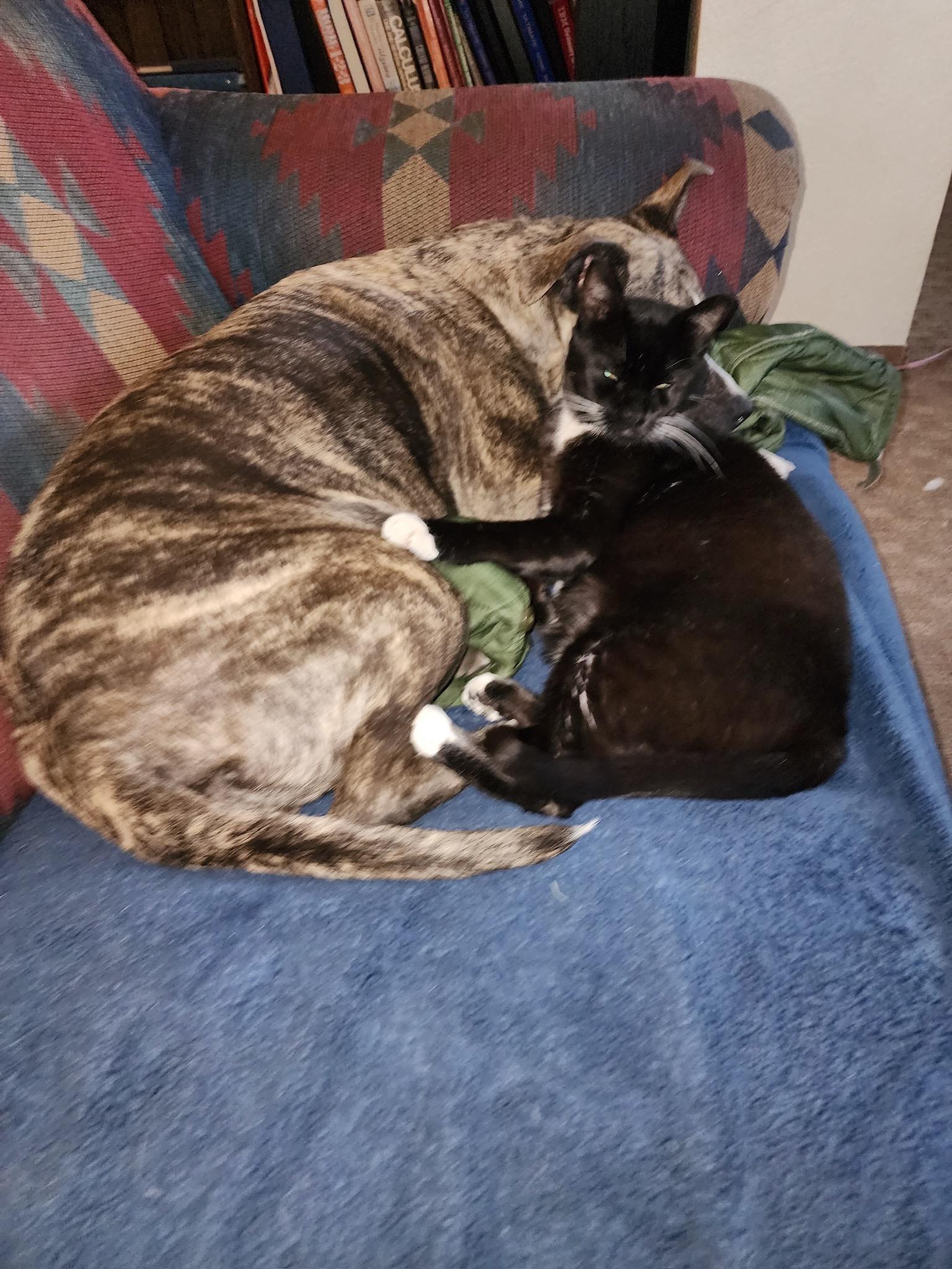 IO & Quasar (Dog & Cat Duo!), an adoptable Pit Bull Terrier in Durango, CO, 81302 | Photo Image 5