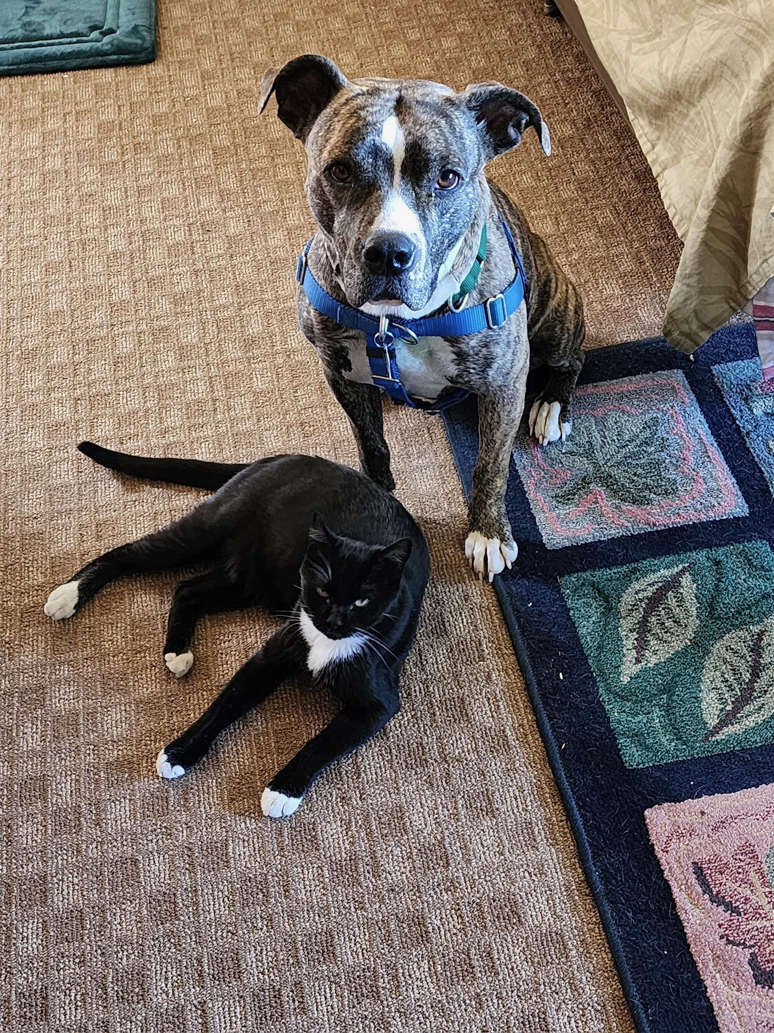 IO & Quasar (Dog & Cat Duo!), an adoptable Pit Bull Terrier in Durango, CO, 81302 | Photo Image 1
