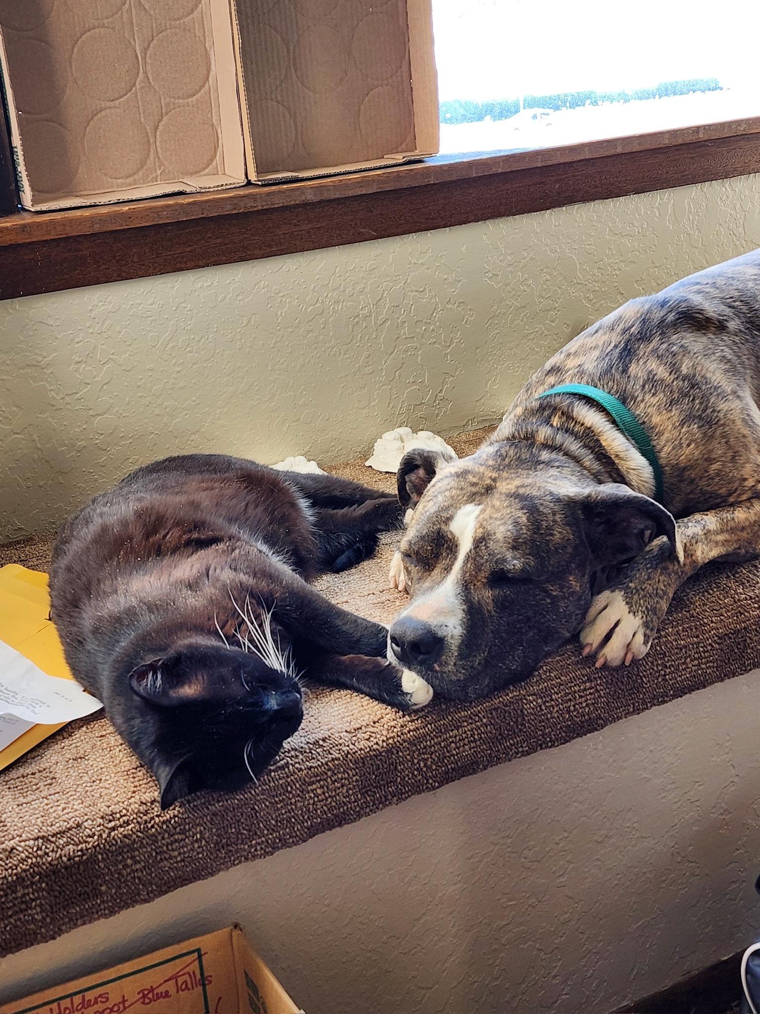 IO & Quasar (Dog & Cat Duo!), an adoptable Pit Bull Terrier in Durango, CO, 81302 | Photo Image 3