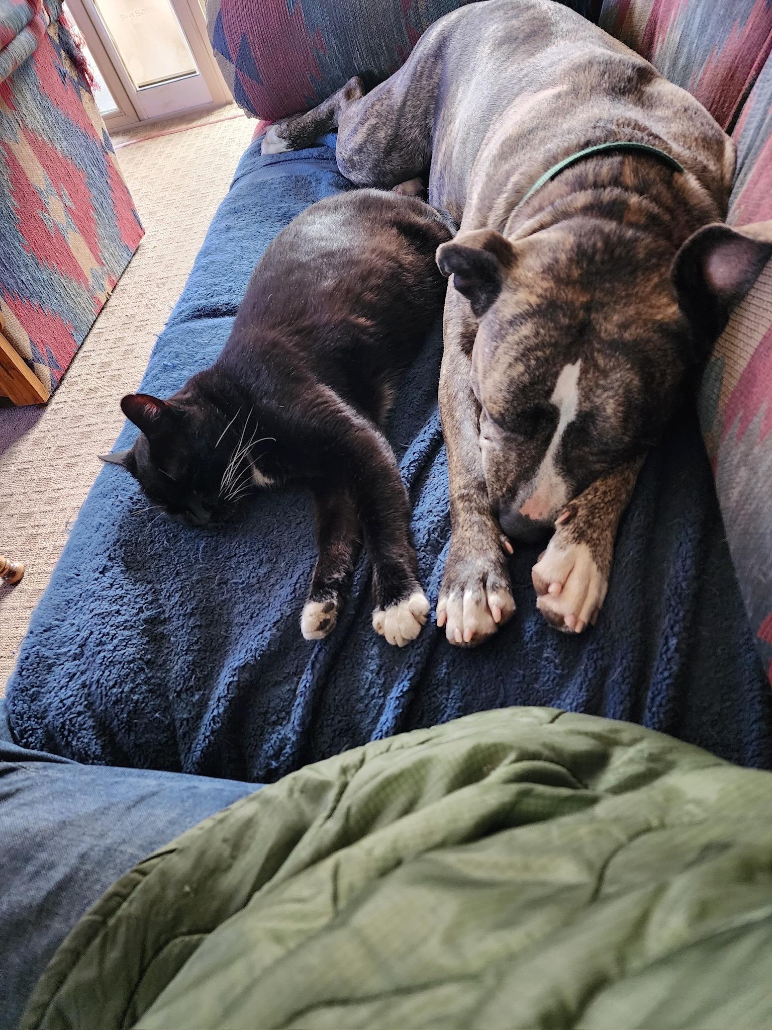 IO & Quasar (Dog & Cat Duo!), an adoptable Pit Bull Terrier in Durango, CO, 81302 | Photo Image 4