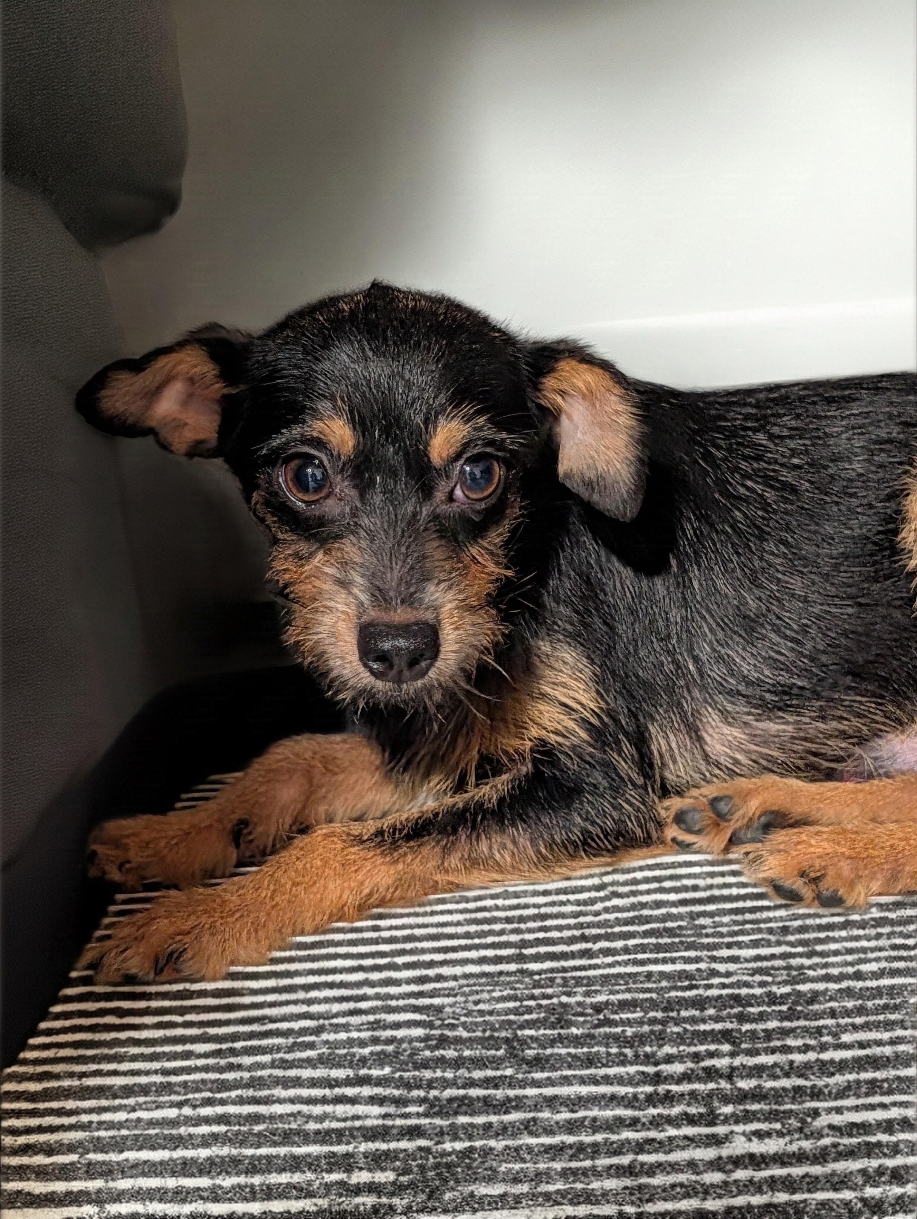 Razzle, Adoptable, Young Male Wirehaired Terrier & Chihuahua.