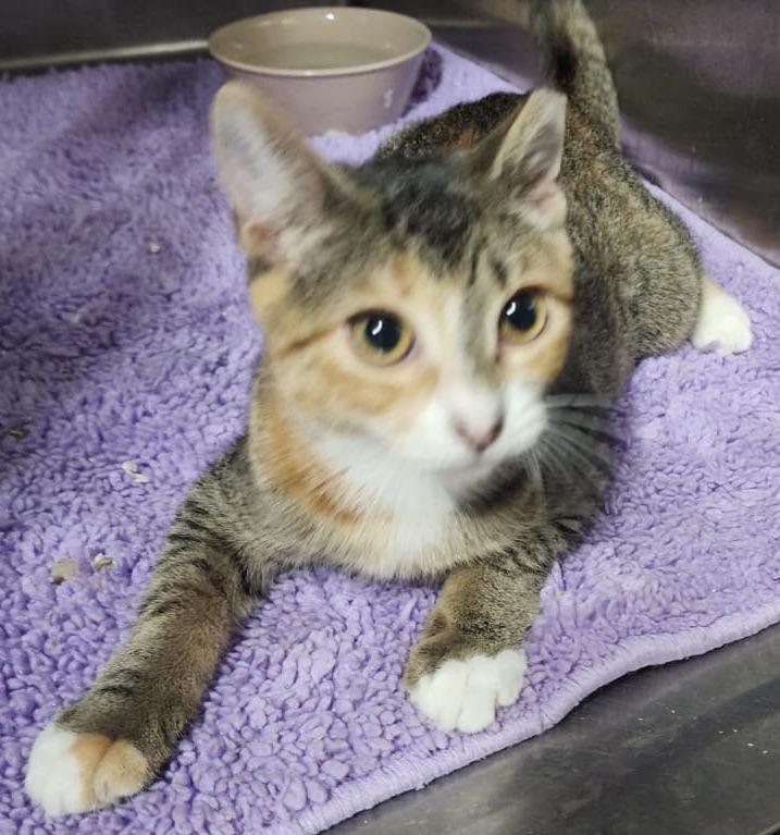 Enlarge Sally, a Adoptable Domestic Short Hair in Hasbrouck Heights, NJ image 1/3