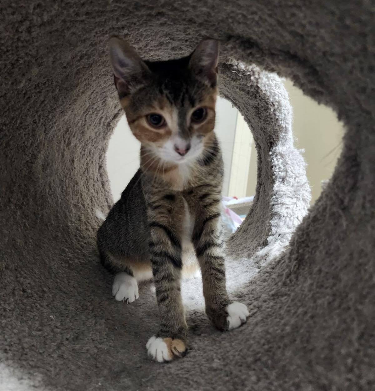 Enlarge Sally, a Adoptable Domestic Short Hair in Hasbrouck Heights, NJ image 2/3