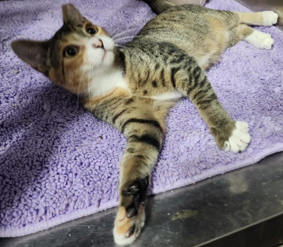 Enlarge Sally, a Adoptable Domestic Short Hair in Hasbrouck Heights, NJ image 3/3