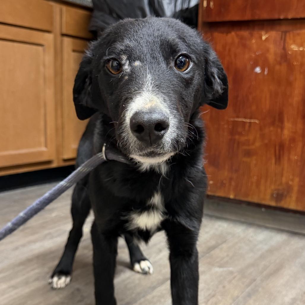 Enlarge Opossum, a Adoptable Setter in Danville, KY image 1/1