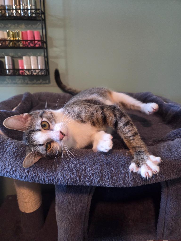 Enlarge Laverne, a Adoptable mixed breed in Evans, GA image 2/4