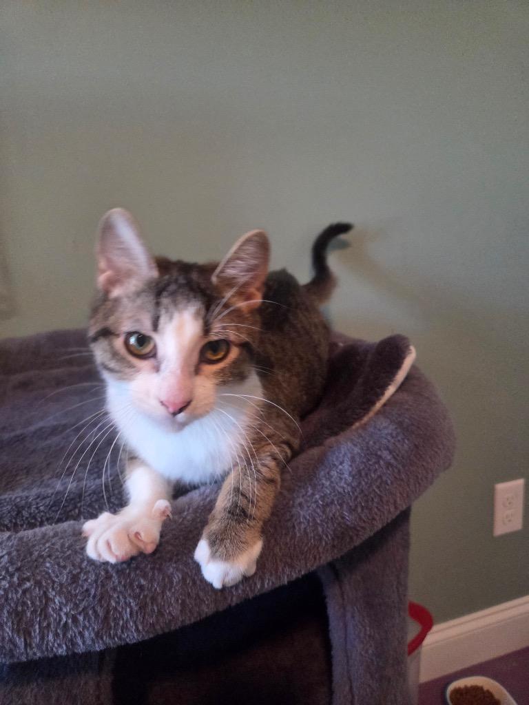 Enlarge Laverne, a Adoptable mixed breed in Evans, GA image 4/4