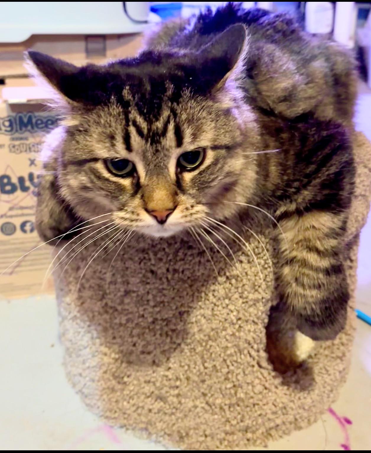 Enlarge Floof , a ADOPTABLE mixed breed in Enfield, CT image 2/2