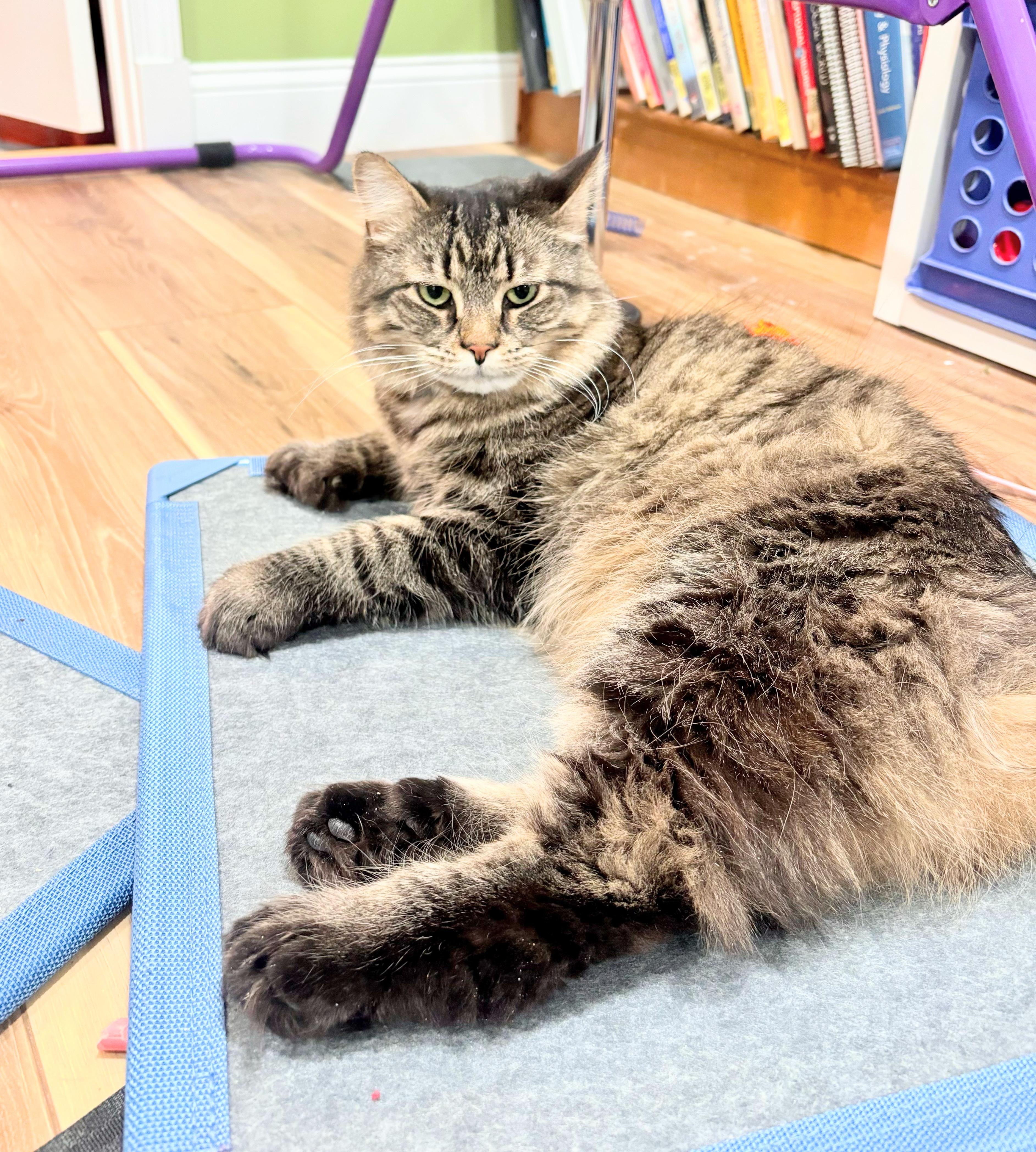 Enlarge Floof , a ADOPTABLE mixed breed in Enfield, CT image 1/2