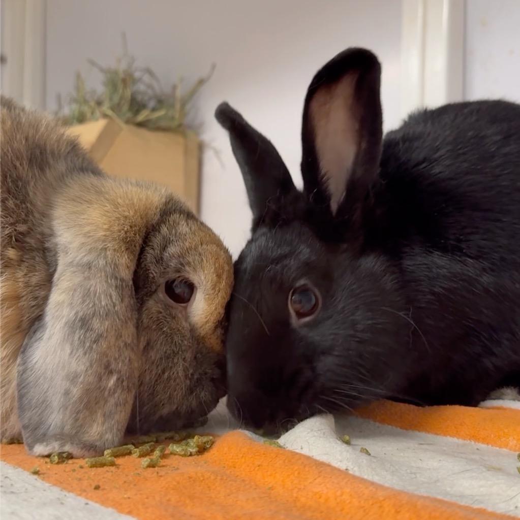 Zen / Peter, a Adoptable Bunny Rabbit in San Francisco, CA image 1/2
