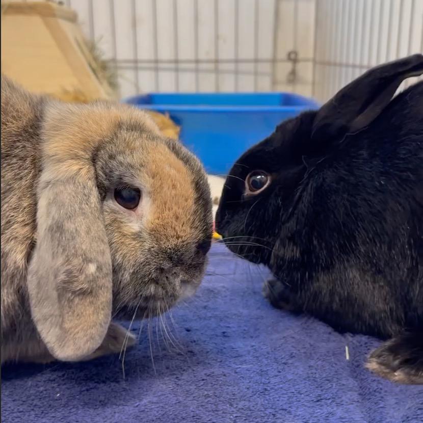 Zen / Peter, a Adoptable Bunny Rabbit in San Francisco, CA image 2/2
