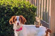 Ava, ADOPTABLE, Adult Female Brittany Spaniel.