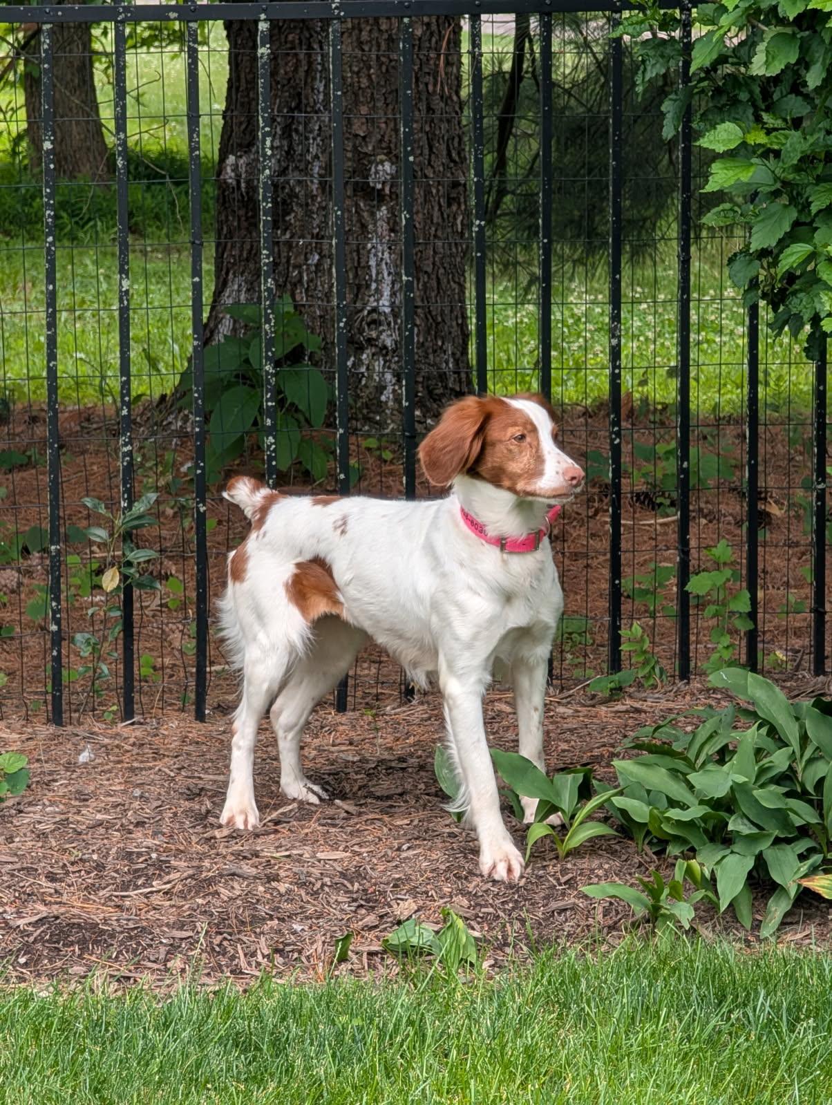 Ava, a ADOPTABLE Brittany Spaniel in Marion, MA image 3/3